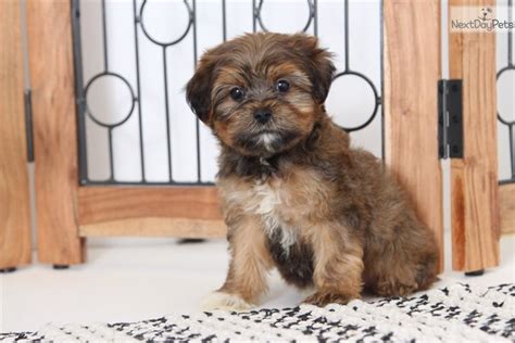 Shorkie puppies for sale near me - Shorkie Puppies for Sale in NY. Tito - Shorkie Puppy for Sale in West Point, IN. Male. $1,298. Grace - Shorkie Puppy for Sale in Fresno, OH. Male. $1,050. Gloria - Shorkie Puppy for Sale in Fresno, OH. Male.